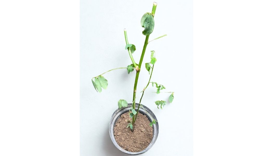 Foto DAUN KATUK