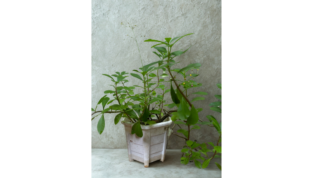 Foto GINSENG