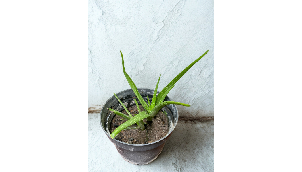 Foto LIDAH BUAYA